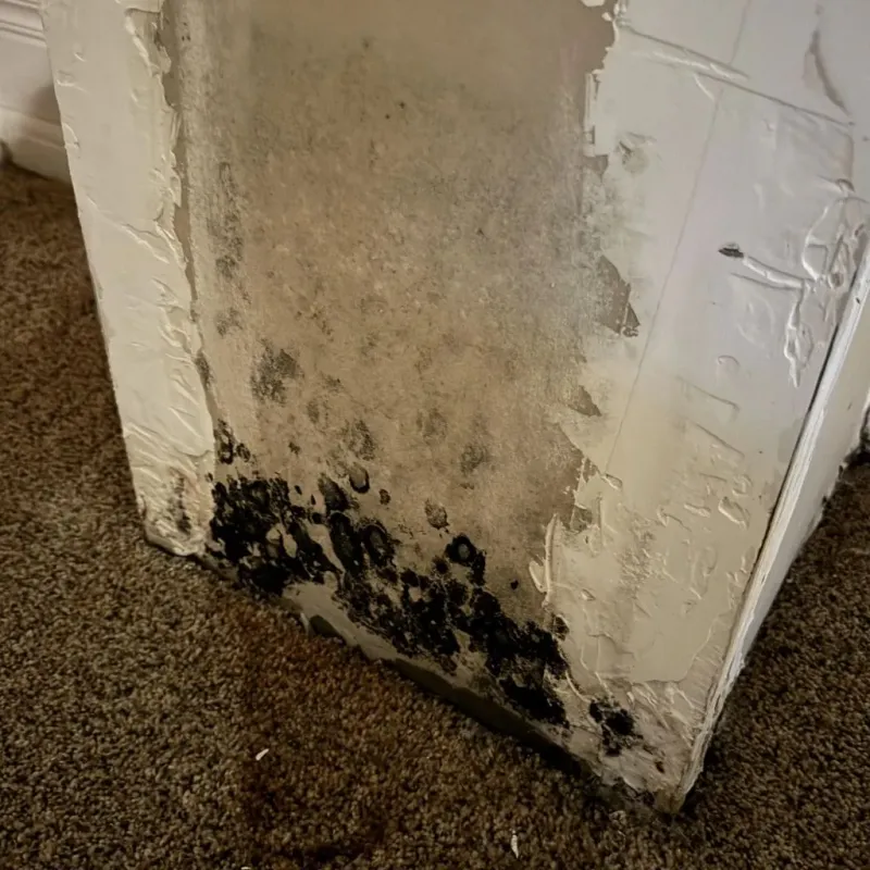 Professional Mold Removal in Covina, CA